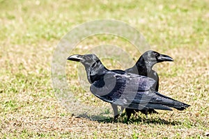 Carrion crow Corvus corone black bird