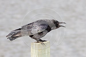 Carrion Crow (Corvus corone) calling