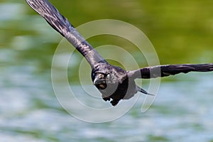 Carrion crow (Corvus corone) in flight over river Thames