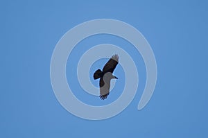 Carrion crow Corvus corone flying in Revilla.