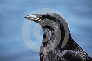 Carrion crow corvus corone headshot portrait against a blue ba