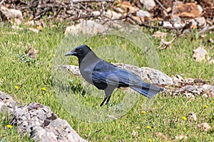 Carrion crow - Corvus corone - is a passerine bird of the family Corvidae and the genus Corvus which is native to western Europe