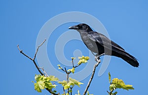 The carrion crow Corvus corone photo