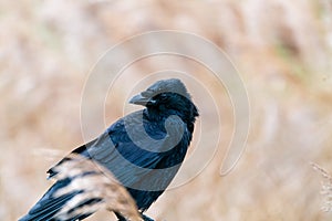 Carrion crow Corvus corone perched