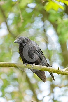 Vertical shot of crow perched in green forest photo