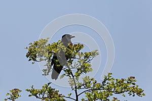 Carrion Crow Corvus corone sitting on tree