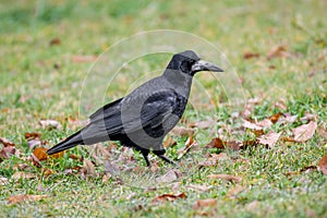 Carrion Crow Corvus corone standing in the meadow