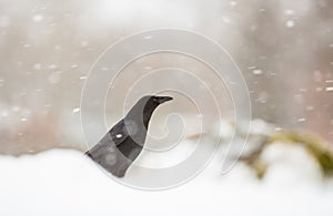 Carrion Crow in a snowstorm