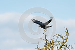 Carrion crow (Corvus corone), taken in the UK