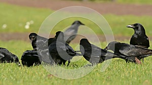 Carrion Crow, Crow, Corvus Corone