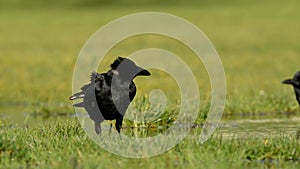 Carrion Crow, Crow, Corvus Corone