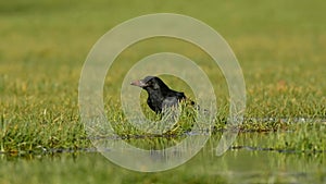 Carrion Crow, Crow, Corvus Corone