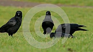 Carrion Crow, Crow, Corvus Corone