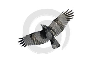 Carrion crow in flight