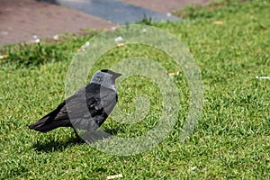 The carrion crow in the green field looking for food