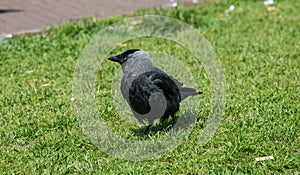 The carrion crow in the green field looking for food