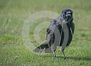 Carrion Crow on the ground calling