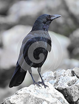 Carrion crow photo