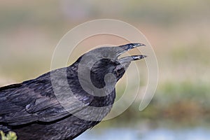 Carrion crow perched in a pond to drink water