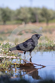 Carrion crow perched in a pond to drink water