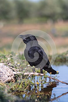 Carrion crow perched in a pond to drink water