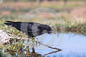 Carrion crow perched in a pond to drink water