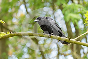 Carrion crow perched on a tree branch in a forest park photo