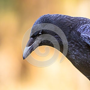 Carrion crow portrait of head