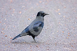 A Carrion crow scavenges for food