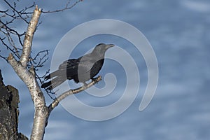 Carrion crow sitting on a birch branch on a winter day