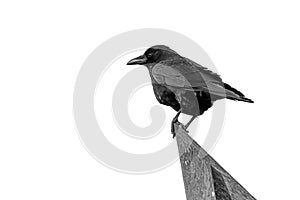 Carrion crow sitting on tree branch