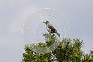 A Carrion Crow sitting on a tree