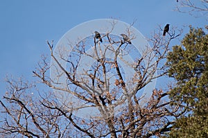 Carrion crows Corvus corone on a tree.