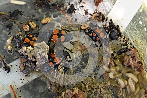 Carrion Nicrophorus beetles in rotten carcass photo