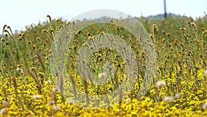 Carrizo Plain California Goldfields and Fiddlenecks Flowers Super Bloom California USA