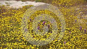 Carrizo Plain Closeup of California Goldfields and Flowers Owl\'s Clover Super Bloom California USA
