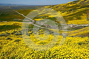 Carrizo Plain National Monument covered in wildflowers during a California spring superbloom