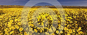 Carrizo Plain National Monument in spring super bloom following rains in Central California near Soda Lake & Cuyama