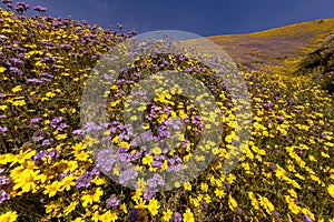 Carrizo Plain National Monument in spring super bloom following rains in Central California near Soda Lake & Cuyama
