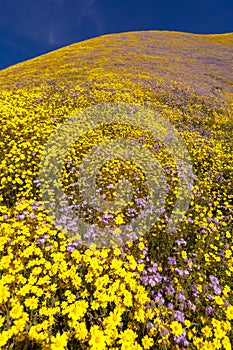 Carrizo Plain National Monument in spring super bloom following rains in Central California near Soda Lake & Cuyama