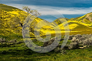 Carrizo Plain National Monument in spring super bloom following rains in Central California near Soda Lake & Cuyama