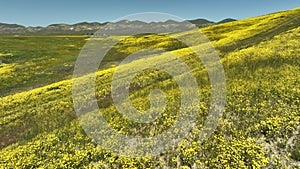 Carrizo Plain Super Bloom Flowers Aerial Shot in California USA