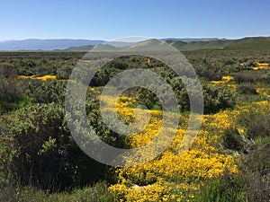 Carrizo Plains National Monument, California - field of flowers photo