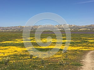 Carrizo Plains National Monument, California - flowers Soda Springs Rd Super Bloom