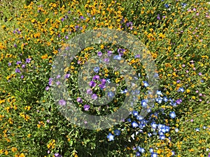 Carrizo Plains National Monument, California - flowers Soda Springs Rd Super Bloom photo
