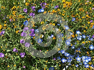 Carrizo Plains National Monument, California - Hwy 58 Soda Springs Rd Super Bloom