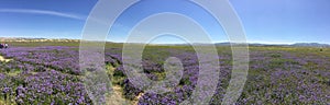 Carrizo Plains National Monument Panoramic, California - flowers Soda Lake Rd Super Bloom