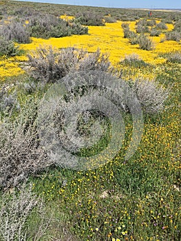 Carrizo Plains National Monument Super Bloom 2019, California - field of flowers