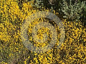 Carrizo Plains National Monument Super Bloom 2019, California - field of flowers photo