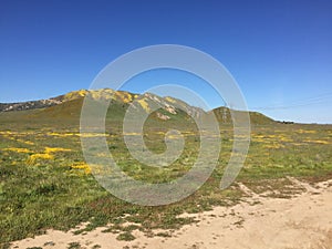 Carrizo Plains National Monument Super Bloom 2019, California - field of flowers photo